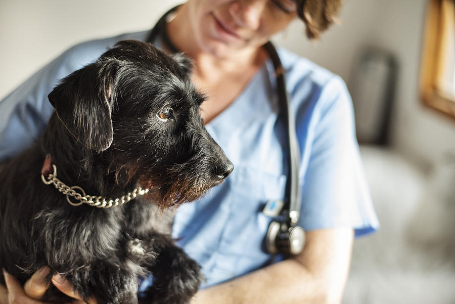 Female veterinarian holding a little dog in her arms Photograph by NickyLloyd