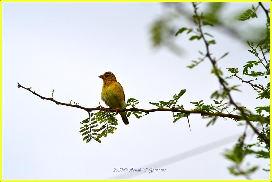 Female Weaver bird  Photograph by Sonali Gangane