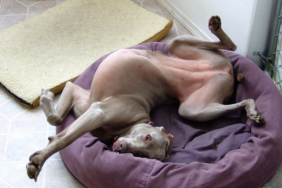 Female weimaraner stretching wildly on back Photograph by Back in the Pack dog portraits