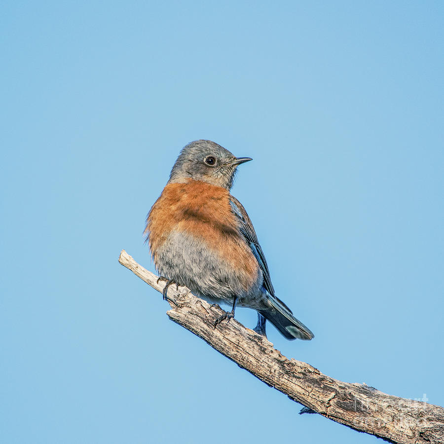Female Western Bluebird Photograph by Daniel VanWart
