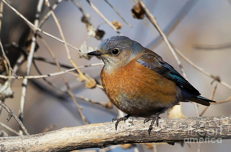 Female Western Bluebird Photograph by Jaime Miller
