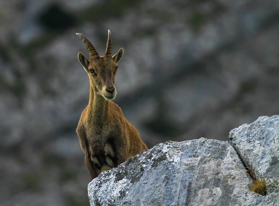 Female wild alpine, capra ibex, or steinbock Photograph by Elenarts - Elena Duvernay photo