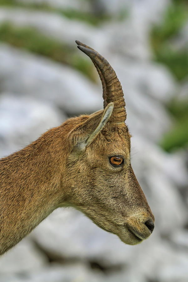Female wild alpine, capra ibex, or steinbock portrait Photograph by Elenarts - Elena Duvernay photo
