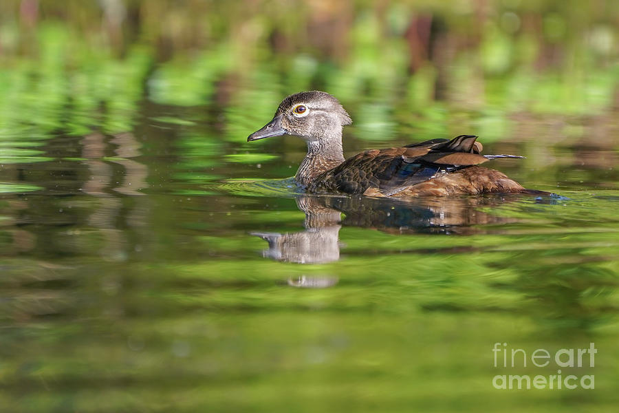 Duck Photograph - Female Wood Duck in Wetland by Nancy Gleason