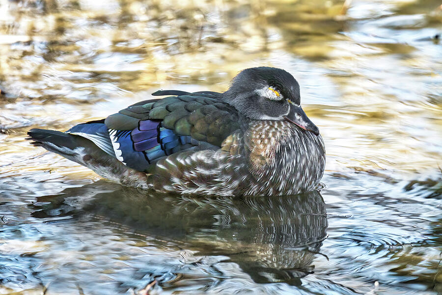Female Wood Duck Taking A Nap Photograph