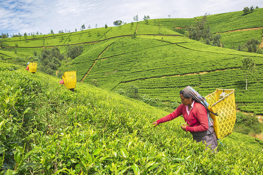 Female Worker in Tea Plantations of Sri Lanka Photograph by Tunart