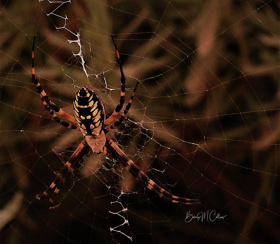 Spider Photograph - Fierce by Beverly M Collins