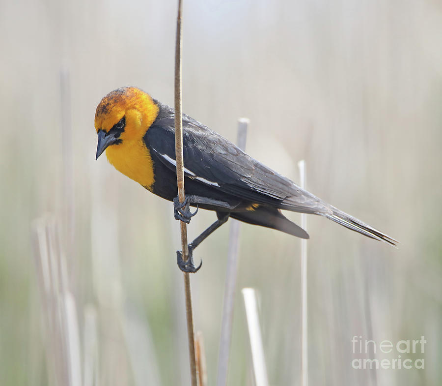 Yellow-headed blackbird Photograph by Elizabeth Winter