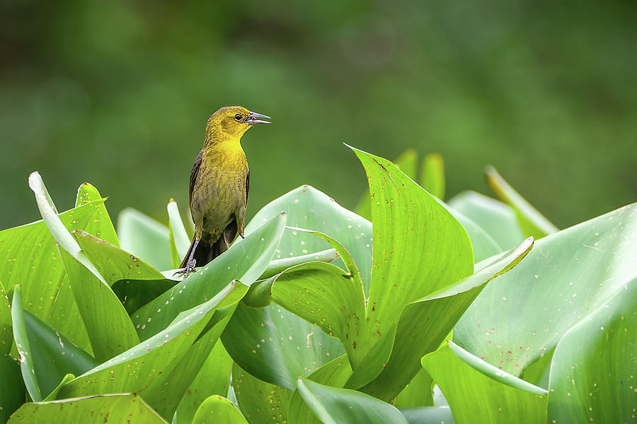 Female Yellow Hooded Blackbird Guarinocito Caldas Colombia Photograph by Adam Rainoff