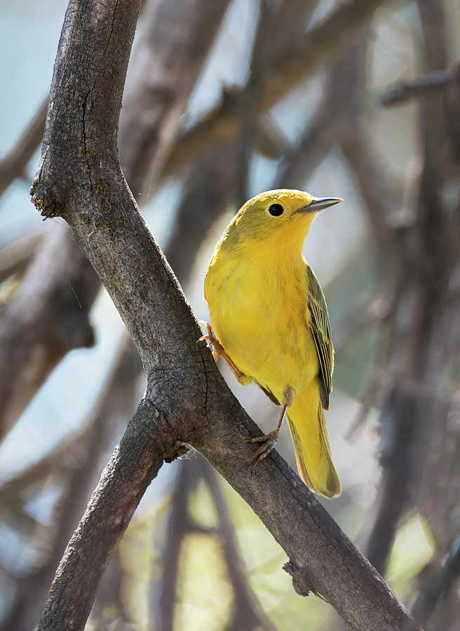 Female Yellow Warbler Photograph by Loree Johnson