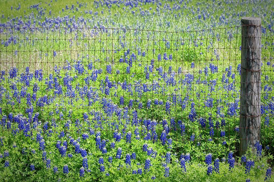 Fence and Blue Bonnets Photograph by Paul Freidlund