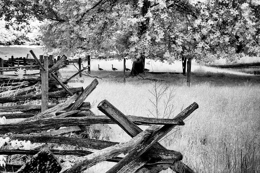Fence and Geese Photograph by Paul W Faust - Impressions of Light