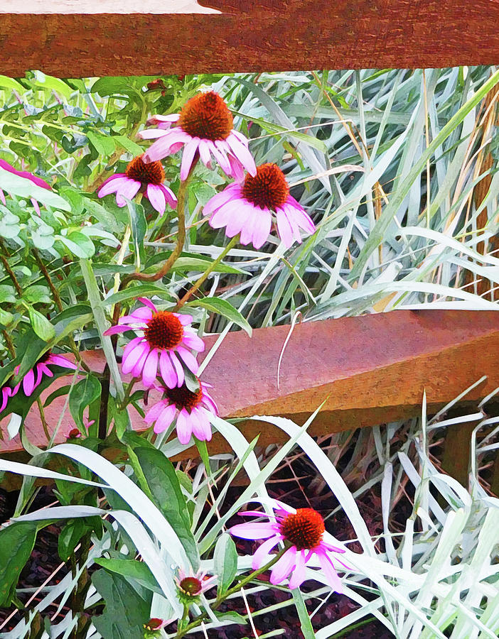 Fence Garden Coneflowers Mixed Media by Sharon Williams Eng