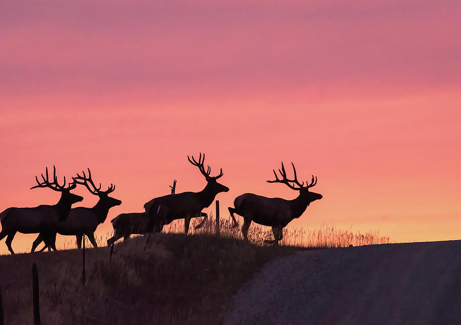 Fence Hopping Elk Photograph by Gary Beeler
