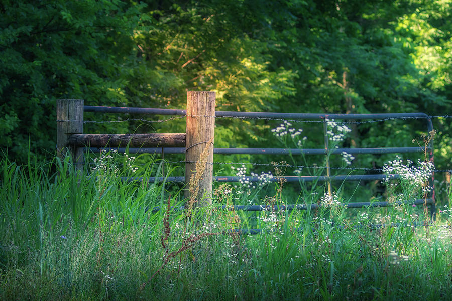 Fence in Morning Light Photograph by Allin Sorenson