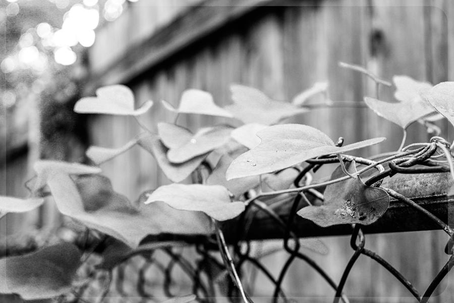 Fence Ivy Photograph by W Craig Photography