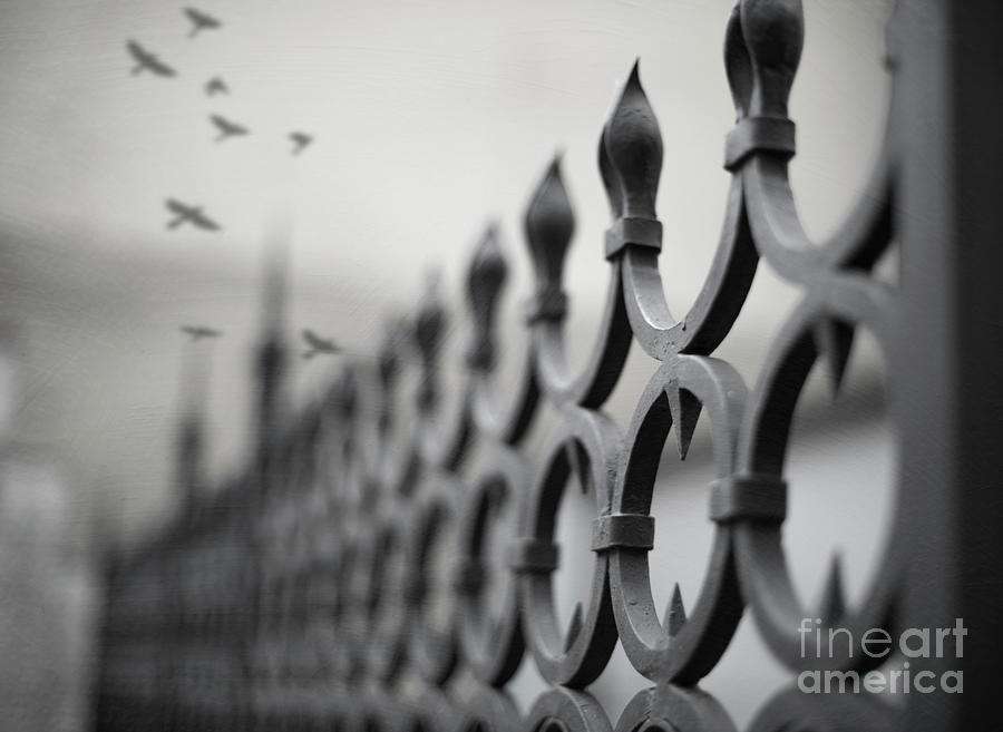 Fence Photograph by Juli Scalzi