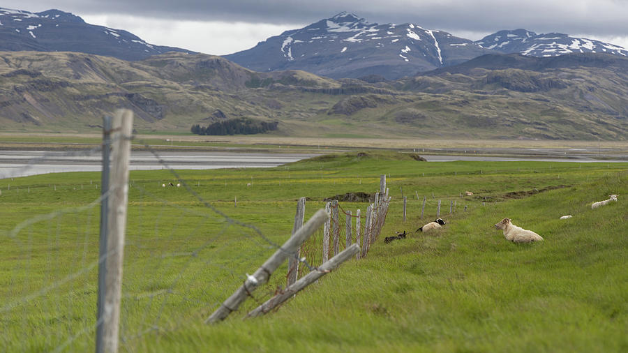 Fence line with Sheep in Iceland  Photograph by John McGraw