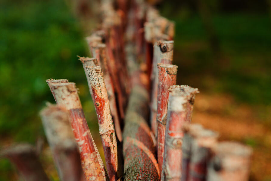Fence Of Twigs Closeup Photograph by AlexandrGryzlov