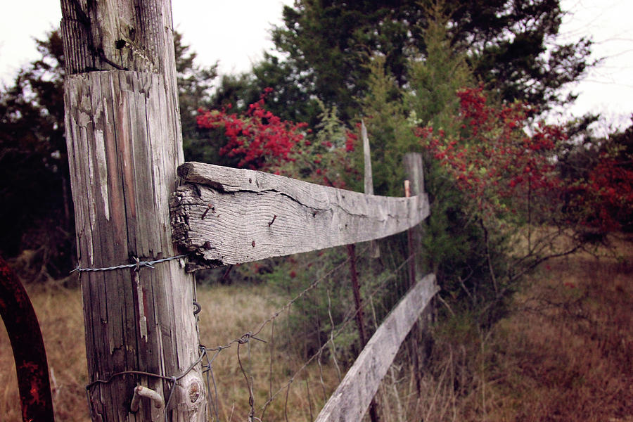 Fence Post And Red Berries Photograph