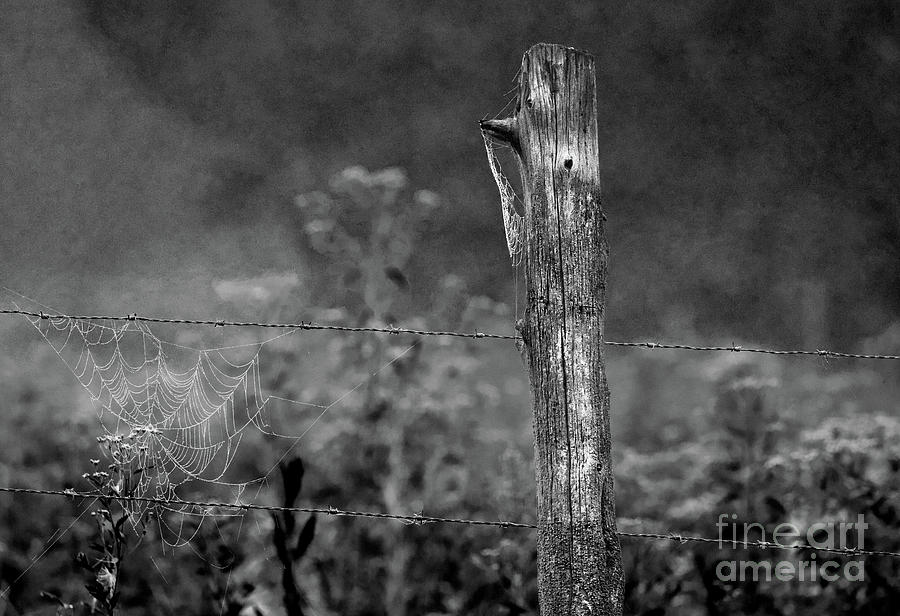 Fence Post Art Photograph by Douglas Stucky