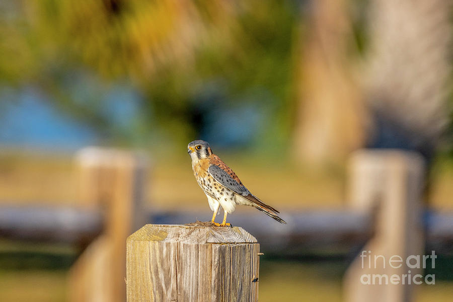 Fence Post Kestrel Photograph by Tom Claud