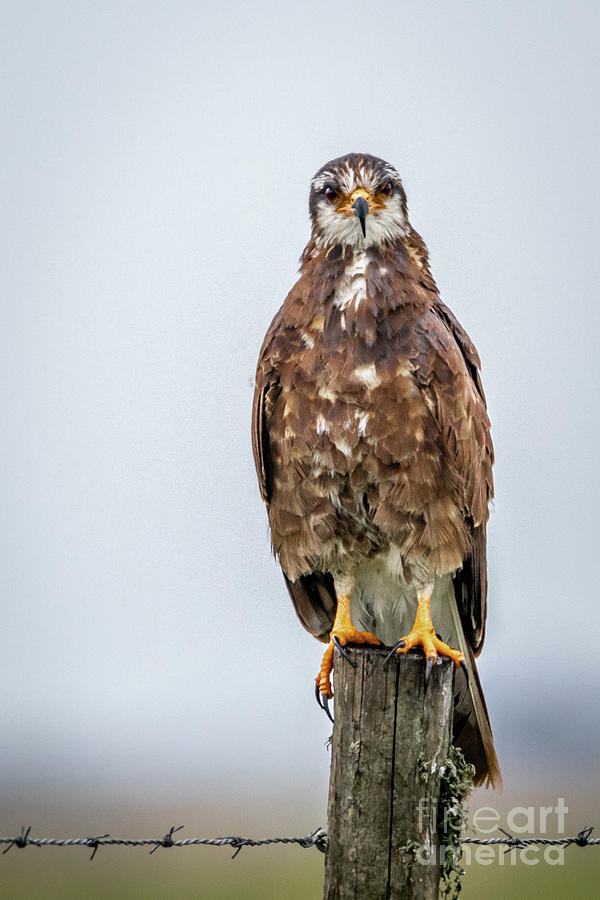 Fence Post Snail Kite Photograph by Tom Claud