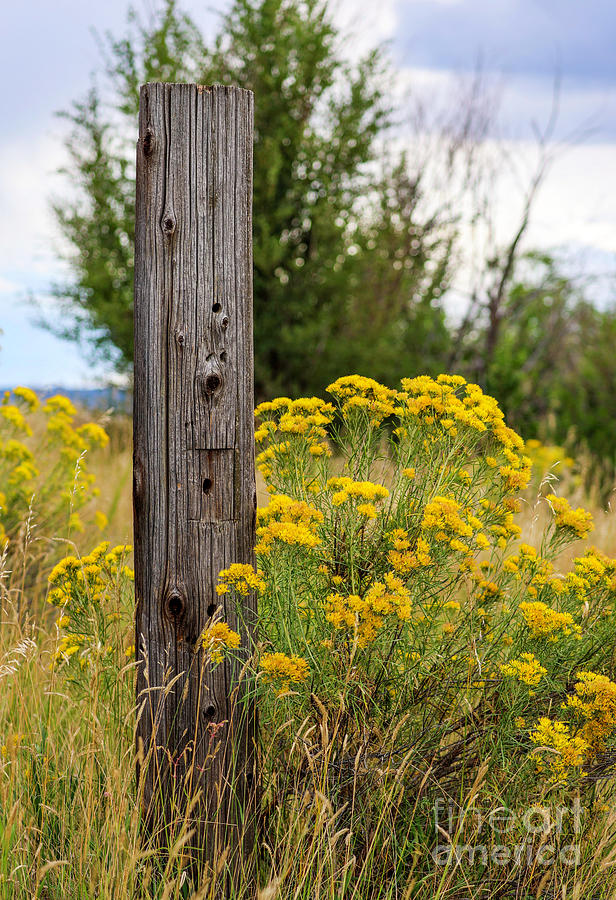 Fence Post With Yellow Flowers Photograph by Shirley Dutchkowski