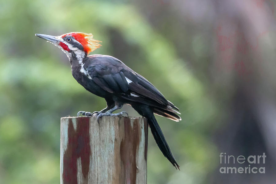 Fence Post Woodpecker Photograph by Tom Claud