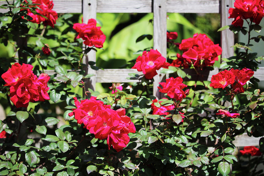 Fence Roses Photograph by Cynthia Guinn