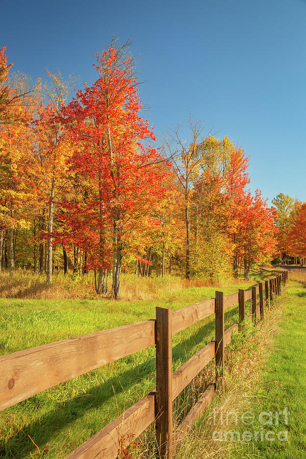 Fence row of Autumn Photograph by Todd Bielby - Fine Art America