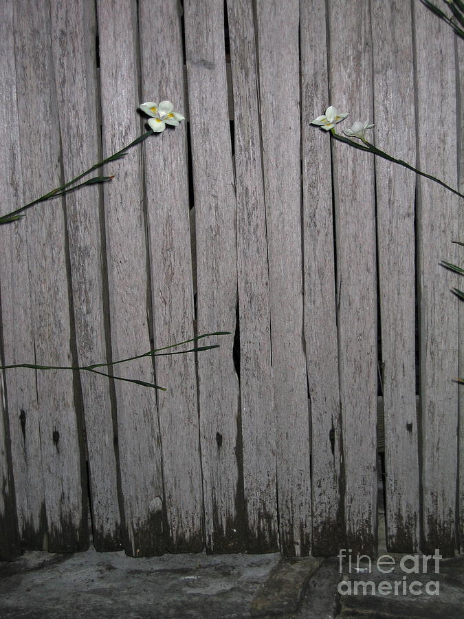 Fence With Iris Photograph