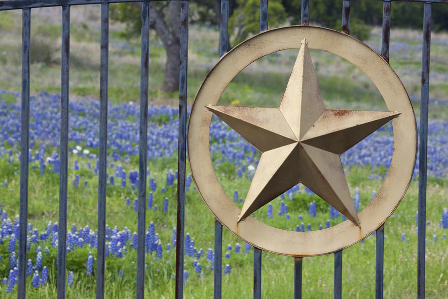 Fence with Lone Star symbol of Texas Springtime  Photograph by Darrell Gulin