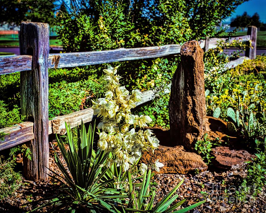 Fence-Yucca-Rock Photograph by Jon Burch Photography