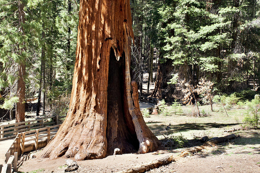 Fenced-in Sequoia Tree in Sequoia National Park, California  Photograph by Ruth Hager