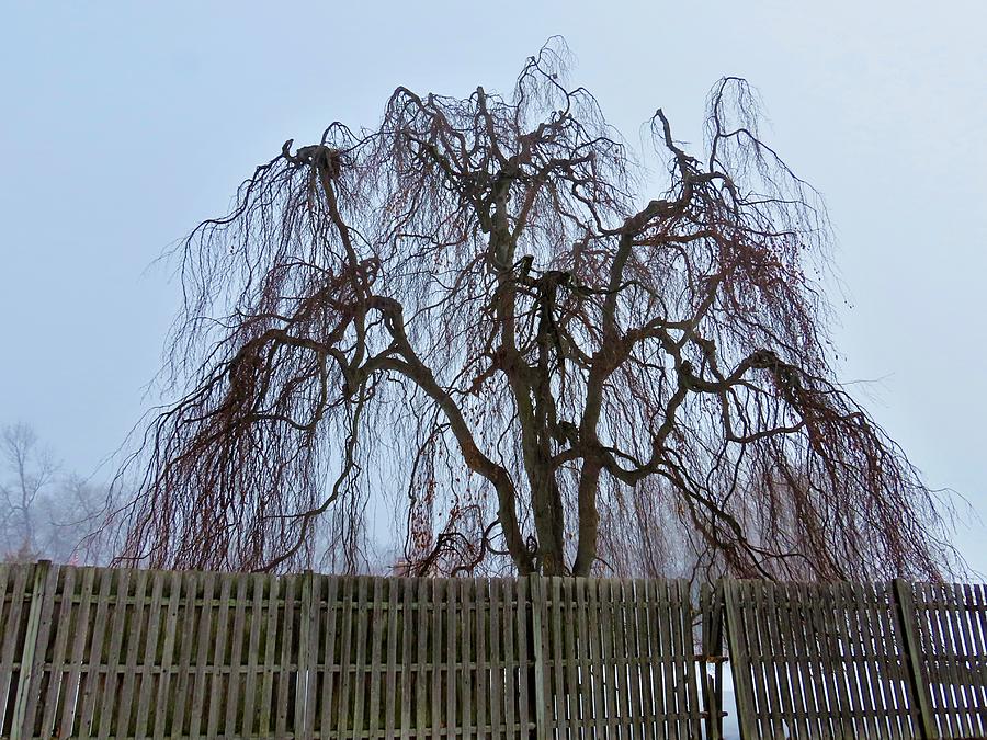 Fenced in Weeping Willow in the Morning Fog Photograph by Linda Stern