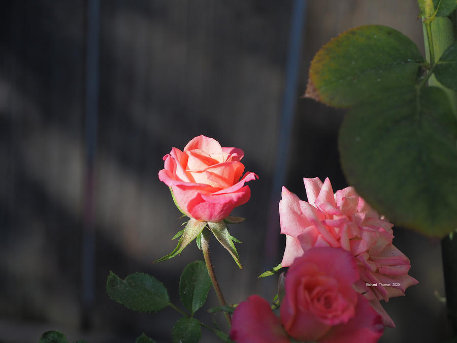 Fenced Pink Roses Photograph by Richard Thomas