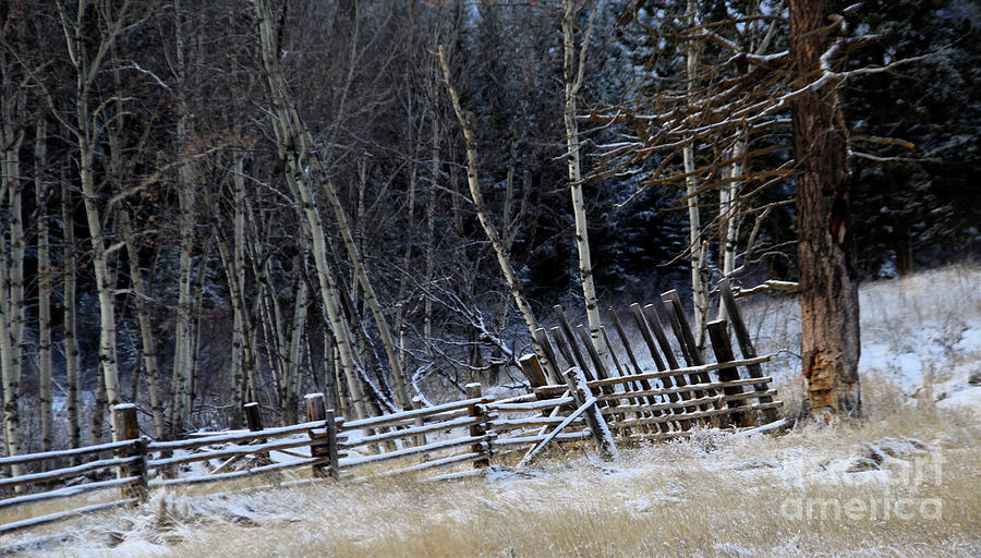 Fences Photograph