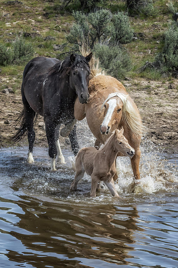 Fending Off Another Mustang to Protect Her Foal Photograph by Belinda Greb