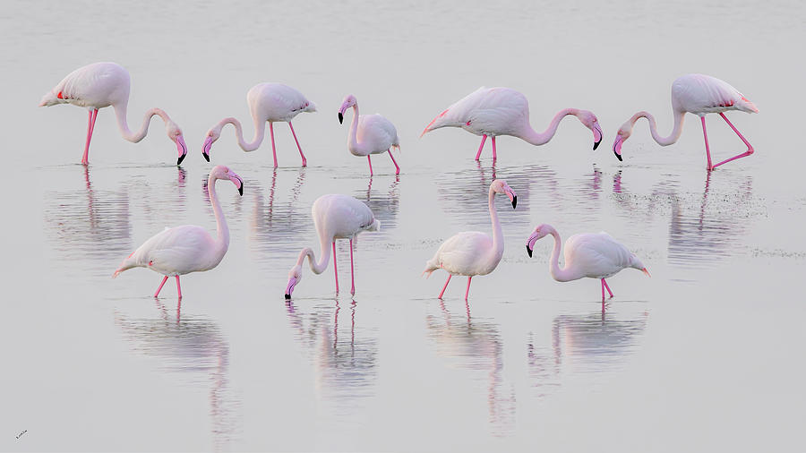 Pink Flamingos Photograph by Loredana Gallo Migliorini
