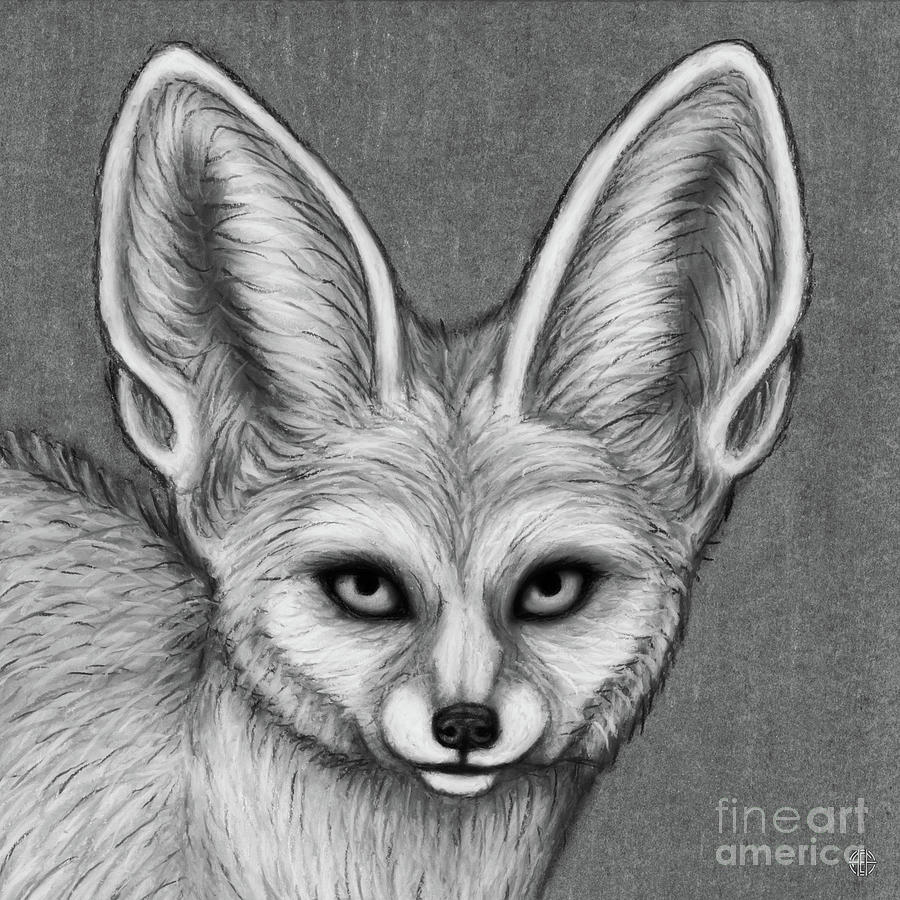 Fennec Fox. Black and White Drawing by Amy E Fraser Fine Art America