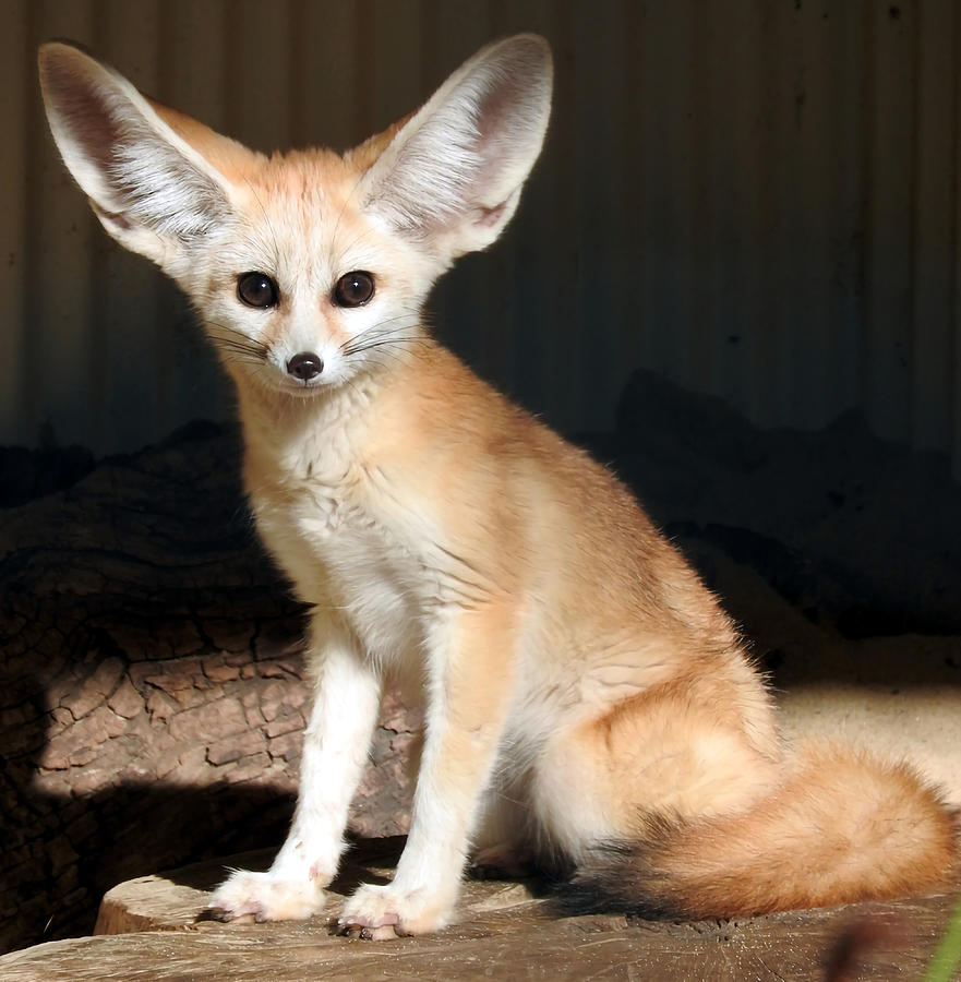 Fennec Fox Poster quote Painting by Lee Reynolds | Fine Art America