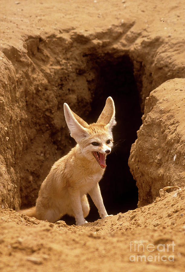 Fennec Fox Vulpes Zerda K3 Photograph By Eyal Bartov Pixels 2042