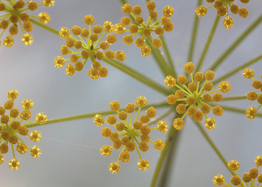 Fennel flowers Photograph by Shirley Mitchell