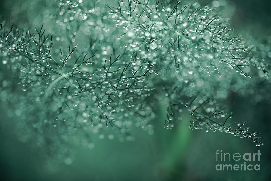 Fennel Raindrops Photograph by Sharon Mau
