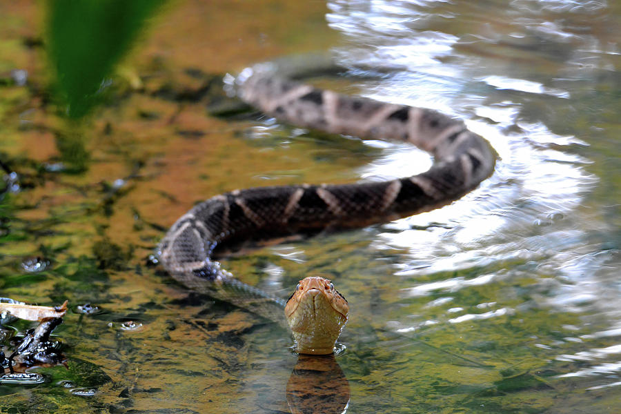 Fer-de-Lance Photograph by John David Curlis | Fine Art America