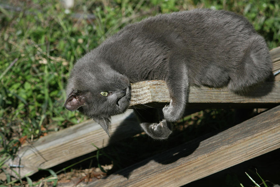 Feral Cat On A Board Photograph