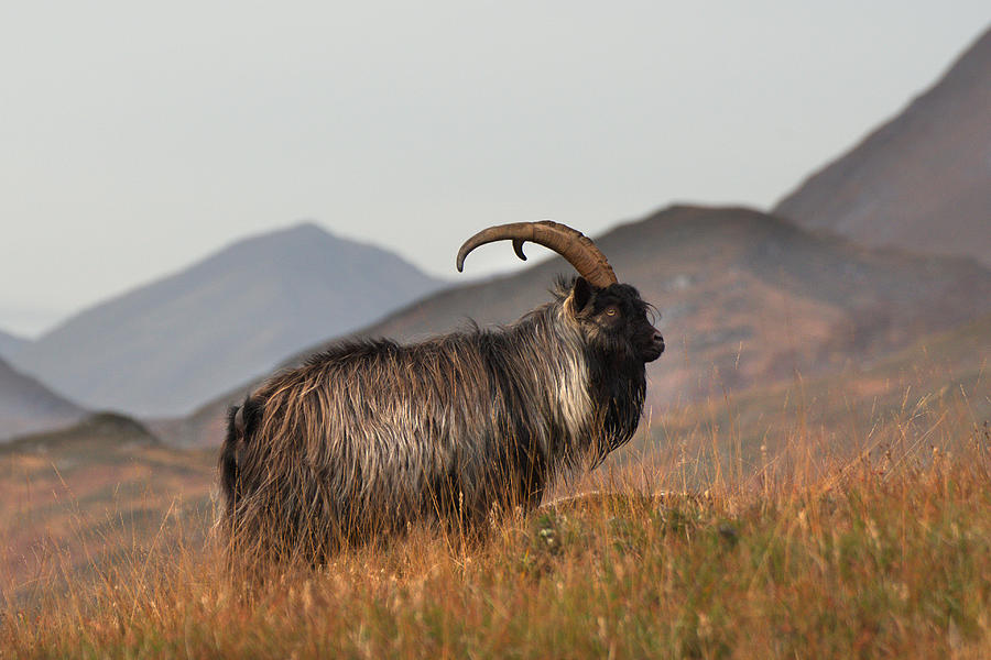 Feral Goat  Photograph by Gavin MacRae