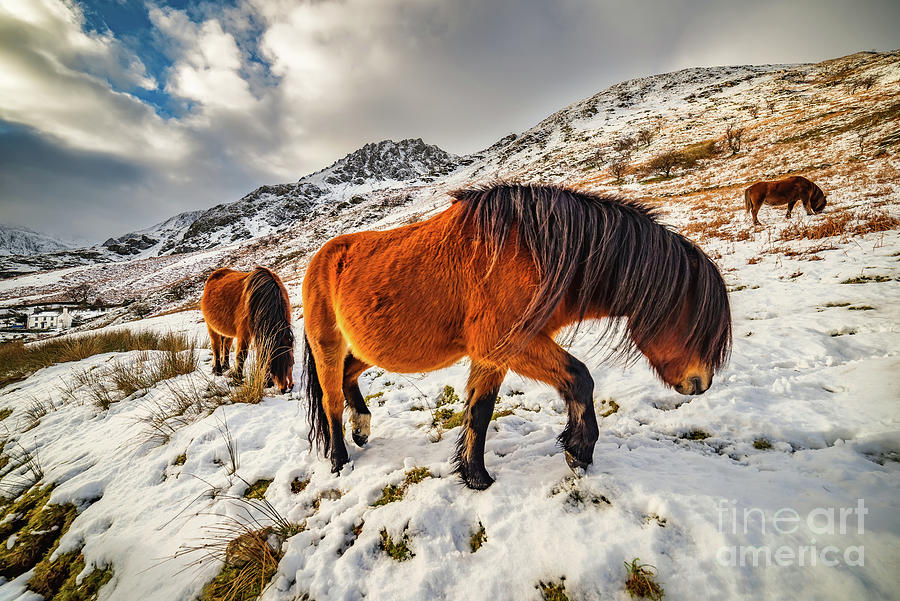 Feral Horses Snowdonia Photograph by Adrian Evans