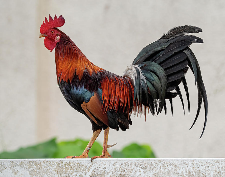 Feral Rooster Photograph by Rick Mosher